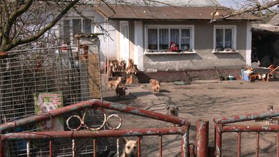 Родина Котів з Рівненщини прихистила у себе півсотні собак Родина Котів з Рівненщини прихистила у себе півсотні собак