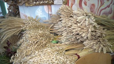Працівники центру вирощують пшеницю, овес, ячмінь, жито і сорго Працівники центру вирощують пшеницю, овес, ячмінь, жито і сорго