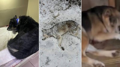 На Буковині невідомі стріляли у трьох собак: поліція відкрила провадження