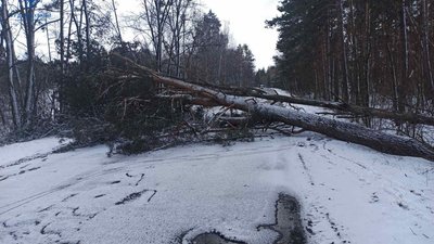 Негода на Житомирщині: повалені дерева, знеструмлення ліній електропередач Негода на Житомирщині: повалені дерева, знеструмлення ліній електропередач