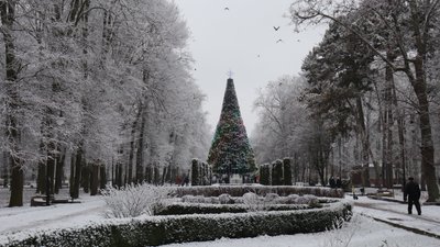 Ялинка, 2026, Різдво, Франківськ