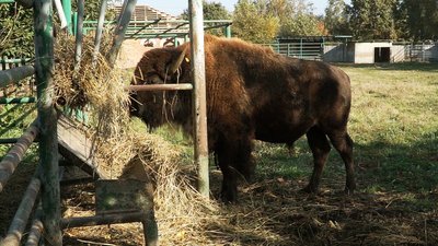 Новий вольєр та додатковий обігрів: як у вінницькому зоопарку готуються до зими Новий вольєр та додатковий обігрів: як у вінницькому зоопарку готуються до зими