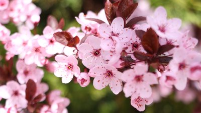 У Сумах зацвіли сакури