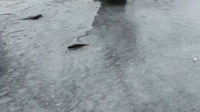 Заборона ловити щуку: думки тернопільських рибалок і спеціаліста рибного господарства Заборона ловити щуку: думки тернопільських рибалок і спеціаліста рибного господарства