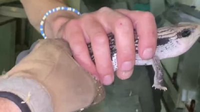 Під Харковом українські військові врятували плазунів, які 80 днів були під окупацією РФ Під Харковом українські військові врятували плазунів, які 80 днів були під окупацією РФ