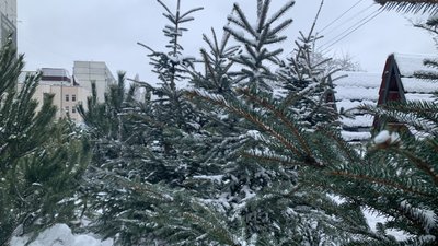 де купити ялинку харків де купити ялинку харків
