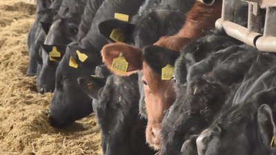 ТВАРИННИЦТВО В УМОВАХ ВІЙНИ ТВАРИННИЦТВО В УМОВАХ ВІЙНИ
