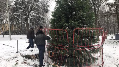 Щоб не вкрали. У львівському Парку культури обгороджують хвойні дерева Щоб не вкрали. У львівському Парку культури обгороджують хвойні дерева