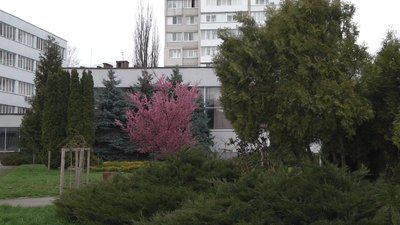 Якщо порівнювати з більшістю обласних центрів України, у Хмельницькому, зазвичай, на десять днів пізніше починають квітнути дерева Якщо порівнювати з більшістю обласних центрів України, у Хмельницькому, зазвичай, на десять днів пізніше починають квітнути дерева