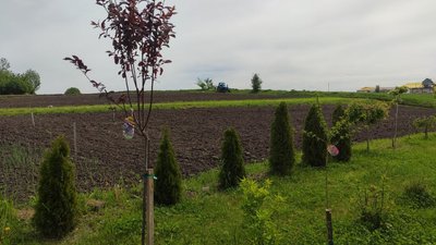 саджанці саджанці
