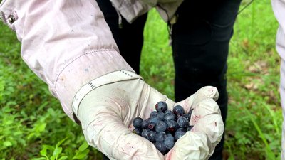 Збір чорниць Збір чорниць