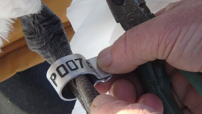 Науковці з Тернопільщини окільцьовують лебедів у 2024 році Науковці з Тернопільщини окільцьовують лебедів у 2024 році