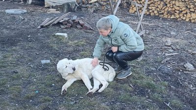 тварини, собака, зоозахисник, клініка, Алабай, Житомир тварини, собака, зоозахисник, клініка, Алабай, Житомир