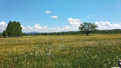 Долину нарцисів на Закарпатті цьогоріч відвідали майже 5 тисяч туристів Долину нарцисів на Закарпатті цьогоріч відвідали майже 5 тисяч туристів