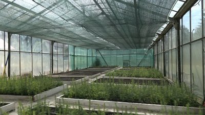 Лісівники висаджують сосни у коробах Лісівники висаджують сосни у коробах