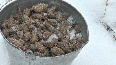 Соснові шишки збирають у відро Соснові шишки збирають у відро