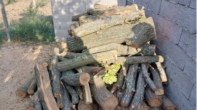На Одещині зрубали майже 100 дерев: збитки 600 тис. грн, двом чоловікам — підозра На Одещині зрубали майже 100 дерев: збитки 600 тис. грн, двом чоловікам — підозра