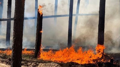 Пожежа в лісі на Харківщині
