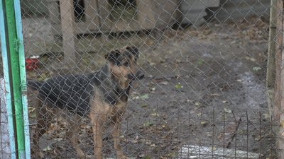 “Можна погратися або принести гостинця”: у вінницькому притулку організували акцію “Тварини під опіку”