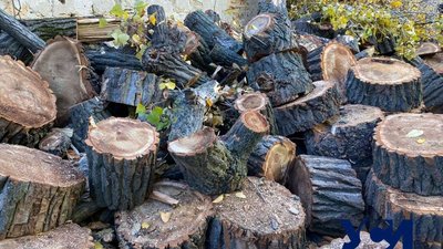 "Убийствена обрізка": комунальники пояснили чому підрізали тополю в центрі Одеси "Убийствена обрізка": комунальники пояснили чому підрізали тополю в центрі Одеси