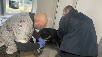 Не міг залишити в окупації, не планує й зараз, під постійними обстрілами. Історія херсонського ветеринара Не міг залишити в окупації, не планує й зараз, під постійними обстрілами. Історія херсонського ветеринара