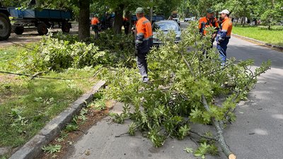 У Полтаві приберуть ще понад сотню аварійних дерев У Полтаві приберуть ще понад сотню аварійних дерев