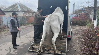 Страусина ферма та парк "Лісове намисто". Порятунок тварин після окупації Ямполя Страусина ферма та парк "Лісове намисто". Порятунок тварин після окупації Ямполя