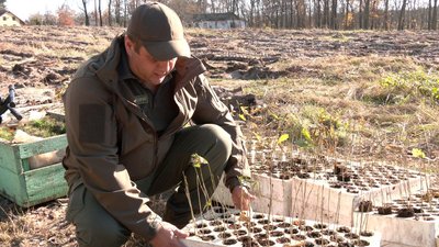 садять ліс