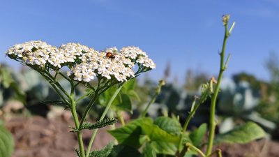 Погода, квітка, деревій