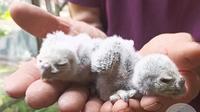 Пташенята хатніх пугачів, Одеський зоопарк