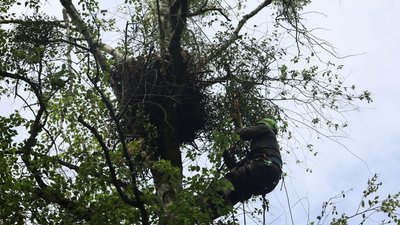 У нацпарку на Волині закільцювали пташеня червонокнижного птаха підорлика великого У нацпарку на Волині закільцювали пташеня червонокнижного птаха підорлика великого