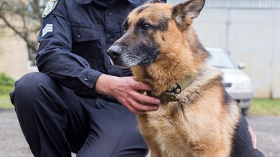 Отримують опіки та ріжуть лапи: службових собак Сил оборони України забезпечать ветаптечками
