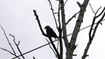 Можуть на когось впасти: рівнянин вимагає прибрати з двору всохлі дерева
