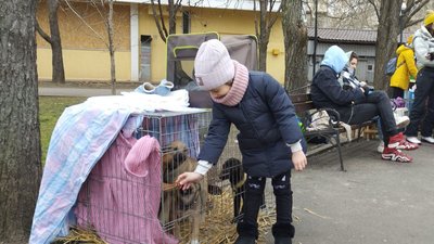 Виставка прилаштування. У Миколаєві майже два десятки цуценят знайшли нових господарів