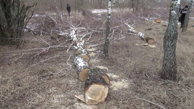 Зрубали 34 берези. Поліція Сумщини встановлює, хто незаконно вирубував деревину Зрубали 34 берези. Поліція Сумщини встановлює, хто незаконно вирубував деревину
