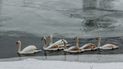 Лебеди зима