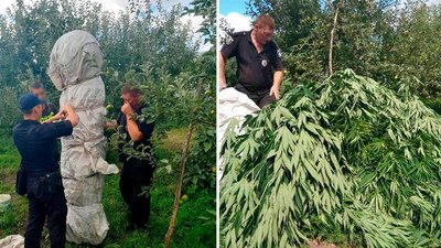 На Полтавщині поліцейські знайшли коноплі заввишки з дерево