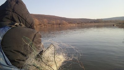 У заборонений сітці на Дністрі знайшли червонокнижну марену звичайну У заборонений сітці на Дністрі знайшли червонокнижну марену звичайну