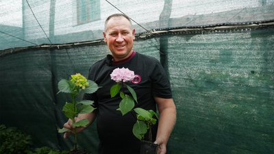 Тарас Рудик, Івано-Франківщина, гортензії, квіти