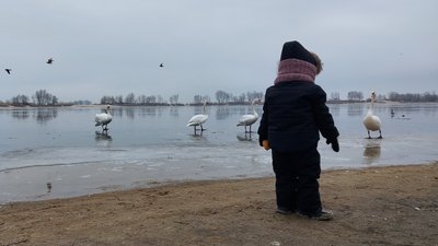 У Черкасах зимують лебеді У Черкасах зимують лебеді