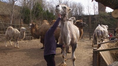 Із зони бойових дій евакуювали два верблюди Із зони бойових дій евакуювали два верблюди