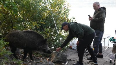 кабан Ігор, Борис, кабан гуляє у Дніпрі