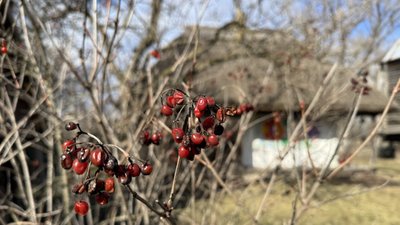 Кущ калини у селі Прилісне на Донеччині