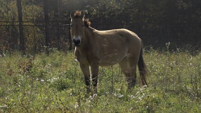 Як на Прикарпатті доглядають за тваринами, яких евакуювали із зони бойових дій Як на Прикарпатті доглядають за тваринами, яких евакуювали із зони бойових дій