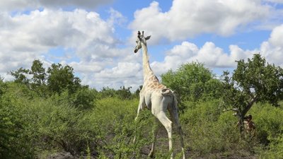 Унікальний білий жираф отримав електронну мітку Унікальний білий жираф отримав електронну мітку