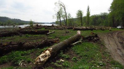 У ландшафтному заказнику на Вінниччині незаконно вирубали дерева У ландшафтному заказнику на Вінниччині незаконно вирубали дерева