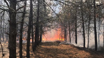 У Миколаївській області загорівся лісовий масив