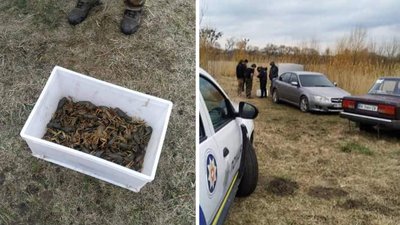 Незаконний вилов раків на Рівненщині