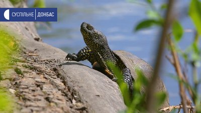 В Україні скорочується чисельність болотяних черепах В Україні скорочується чисельність болотяних черепах