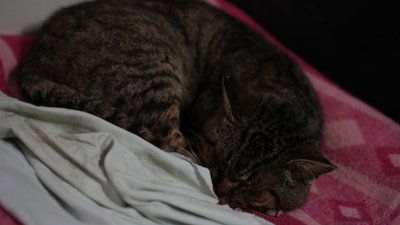 Сумський волонтер Іван Міненко створив будинок для котів-переселенців Сумський волонтер Іван Міненко створив будинок для котів-переселенців